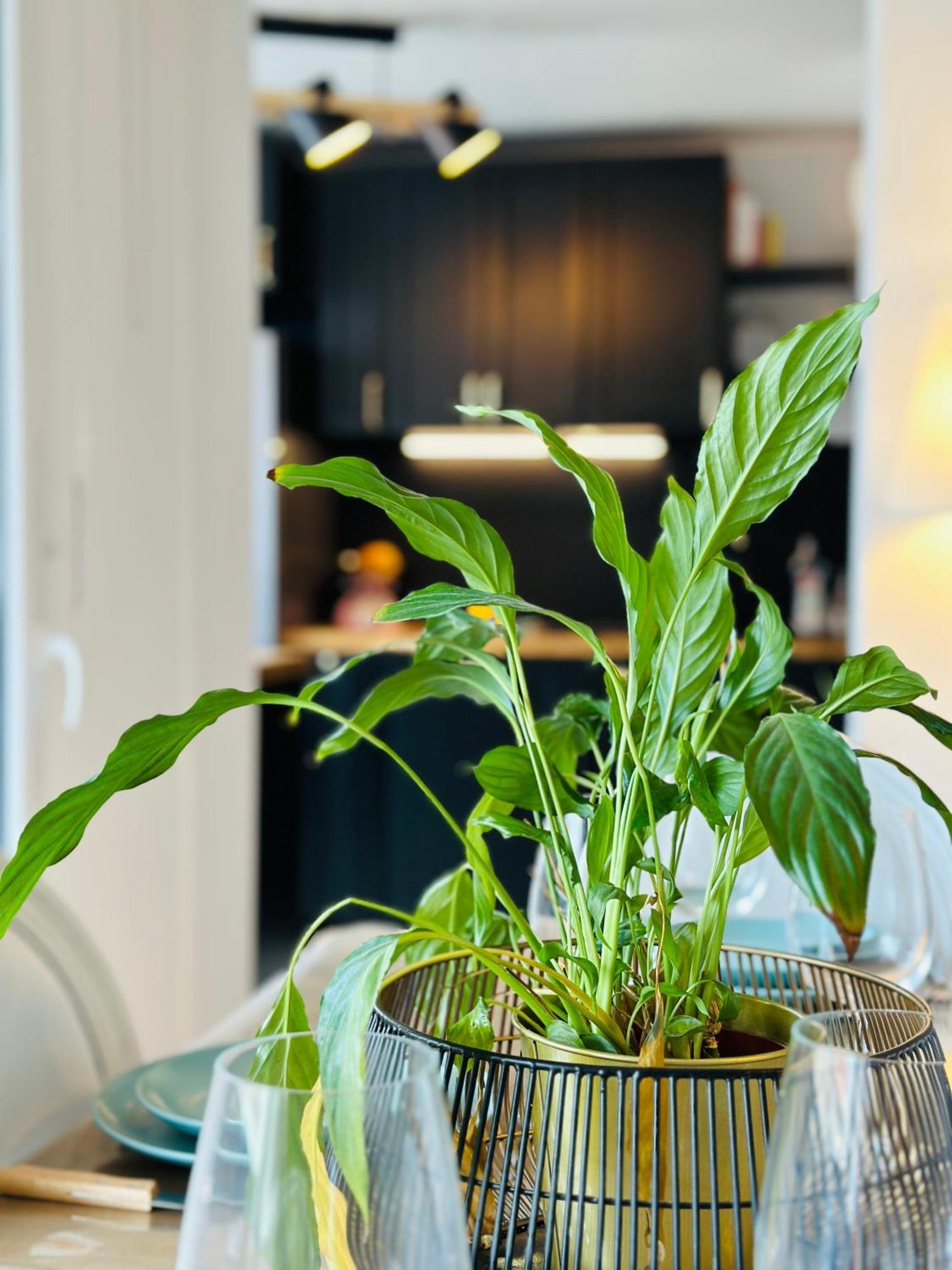 Le Vintage Apartment Tours